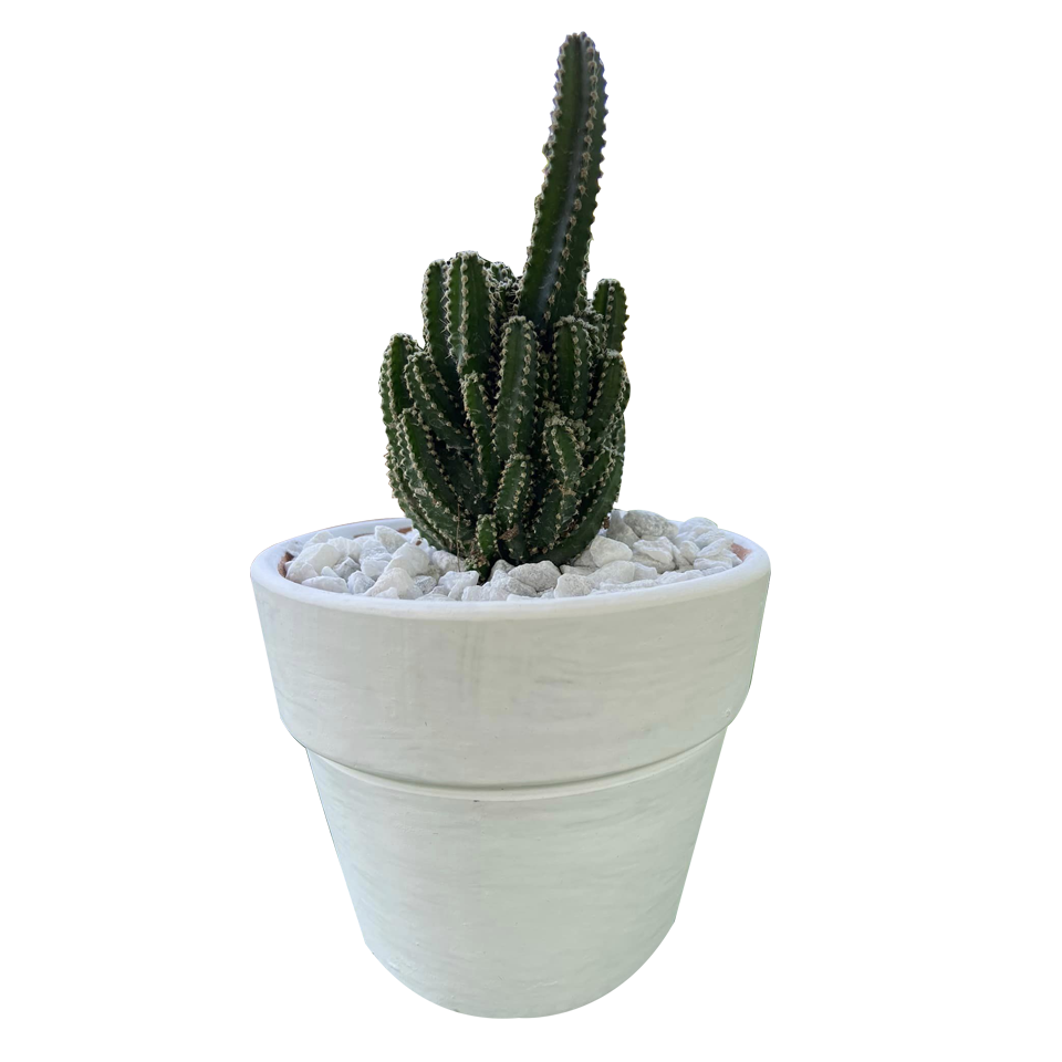 Nice castle and stylish cactus plant Nice castle and stylish cactus plant